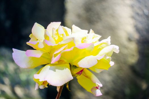 Beautiful yellow rose flowers in the garden UK