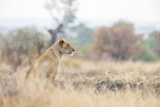 African lioness seated in savanah in Kruger National park, South Africa ; Specie Panthera leo family of Felidae
