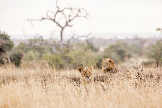 Couple of African lion lying down in savanah in Kruger National park, South Africa ; Specie Panthera leo family of Felidae