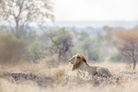 African lion male lying down in morning savannah in Kruger National park, South Africa ; Specie Panthera leo family of Felidae