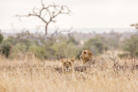 Couple of African lion lying down in savanah in Kruger National park, South Africa ; Specie Panthera leo family of Felidae