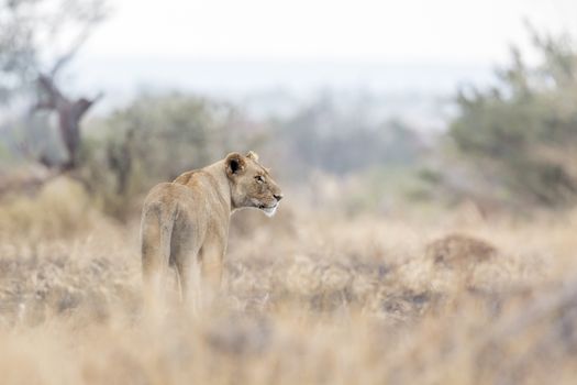 African lioness standing in savannah in Kruger National park, South Africa ; Specie Panthera leo family of Felidae
