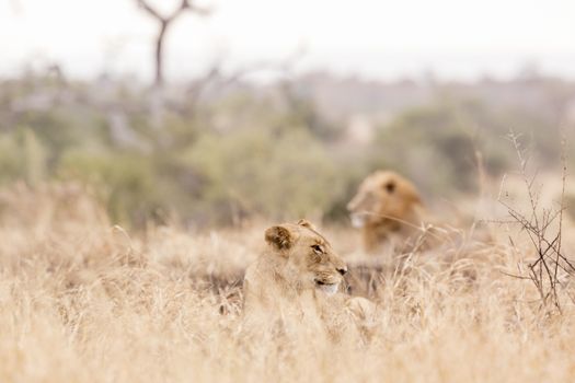 Couple of African lion lying down in savanah in Kruger National park, South Africa ; Specie Panthera leo family of Felidae