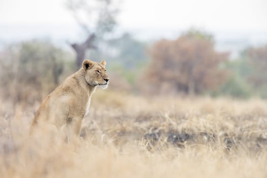 African lion seated in savannah in Kruger National park, South Africa ; Specie Panthera leo family of Felidae