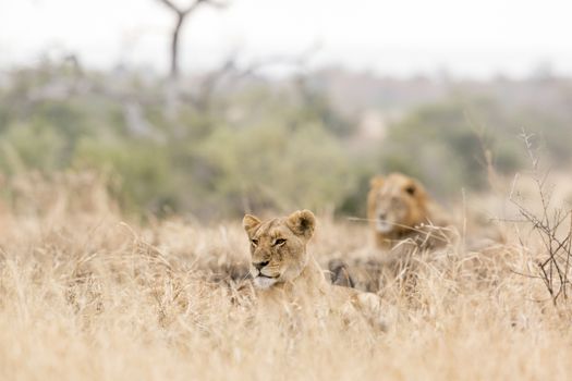 Couple of African lion lying down in savanah in Kruger National park, South Africa ; Specie Panthera leo family of Felidae