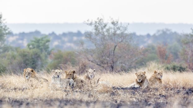 Pride of African lion resting in morning savannah in Kruger National park, South Africa ; Specie Panthera leo family of Felidae