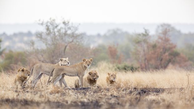 Pride of African lion resting in morning savannah in Kruger National park, South Africa ; Specie Panthera leo family of Felidae