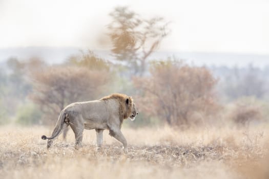 African lion male walking in morning savannah in Kruger National park, South Africa ; Specie Panthera leo family of Felidae
