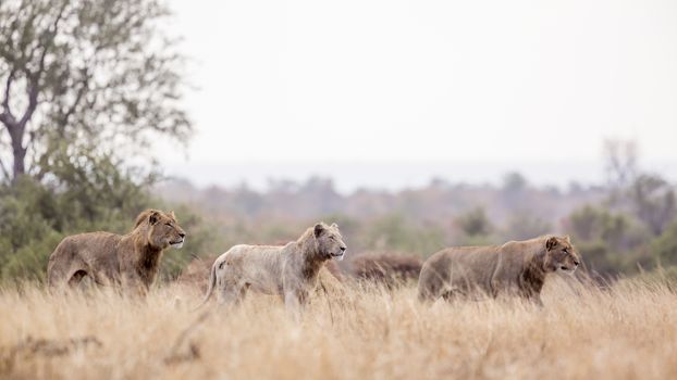 Pride of African lion with white lion on the move in Kruger National park, South Africa ; Specie Panthera leo family of Felidae