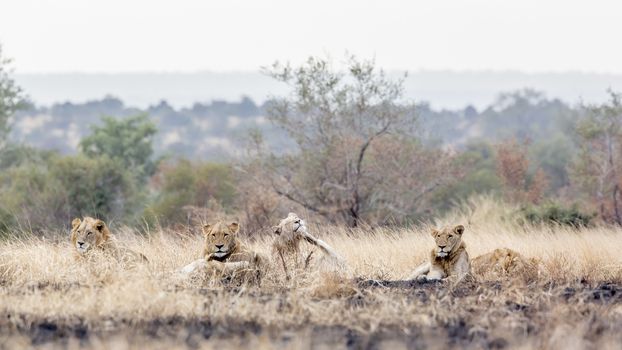 Pride of African lion resting in morning savannah in Kruger National park, South Africa ; Specie Panthera leo family of Felidae