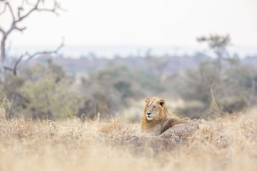 African lion male lying down in morning savannah in Kruger National park, South Africa ; Specie Panthera leo family of Felidae