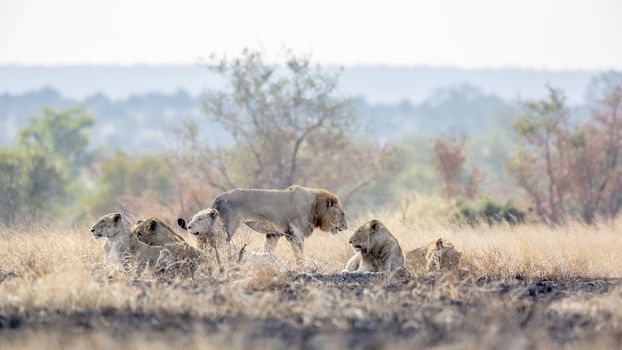 Pride of African lion resting in morning savannah in Kruger National park, South Africa ; Specie Panthera leo family of Felidae