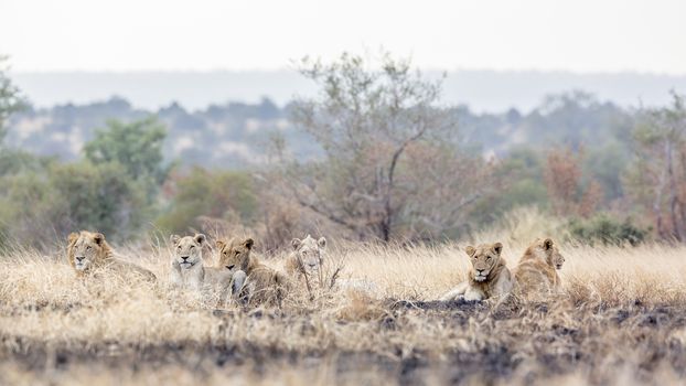 Pride of African lion resting in morning savannah in Kruger National park, South Africa ; Specie Panthera leo family of Felidae