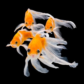 Goldfish isolated on black background