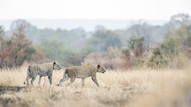 Two African lioness on the hunt in Kruger National park, South Africa ; Specie Panthera leo family of Felidae