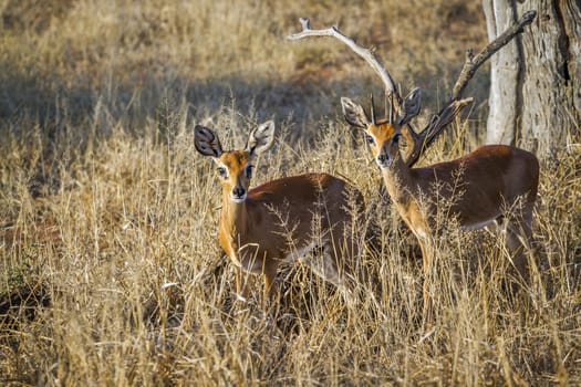 Steenbok couple in dry savannah in Kruger National park, South Africa ; Specie Raphicerus campestris family of Bovidae