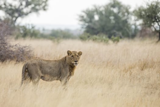 African lion young male standing in savannah in Kruger National park, South Africa ; Specie Panthera leo family of Felidae