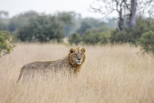 African lion young male standing in savannah in Kruger National park, South Africa ; Specie Panthera leo family of Felidae