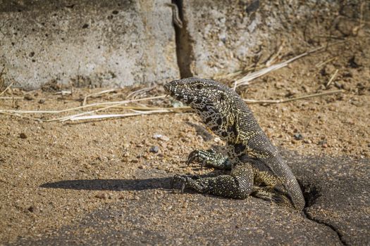 Rock monitor coming out of a hole in Kruger National park, South Africa ; Specie Varanus albigularis family of Varanidae