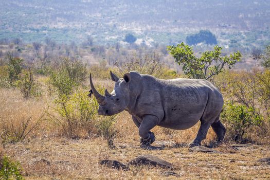 Long horn Southern white rhinoceros in savannah in Kruger National park, South Africa ; Specie Ceratotherium simum simum family of Rhinocerotidae