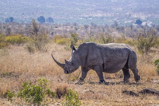 Long horn Southern white rhinoceros in savannah in Kruger National park, South Africa ; Specie Ceratotherium simum simum family of Rhinocerotidae