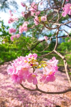Flowers of pink trumpet trees are blossoming in  Public park