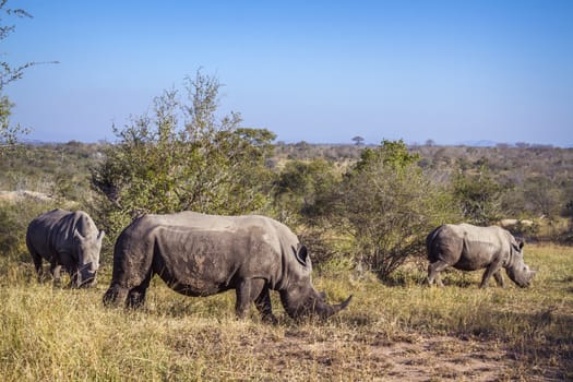 Three Southern white rhinoceros grazing in savannah in Kruger National park, South Africa ; Specie Ceratotherium simum simum family of Rhinocerotidae