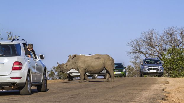 Southern white rhinoceros crossing road in between tourist cars in Kruger National park, South Africa ; Specie Ceratotherium simum simum family of Rhinocerotidae