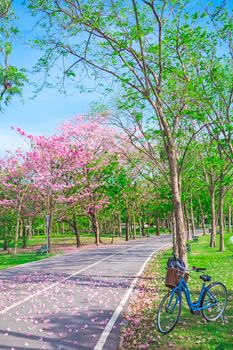 Bicycle and Flowers of pink trumpet trees are blossoming in  Public park of Bangkok, Thailand