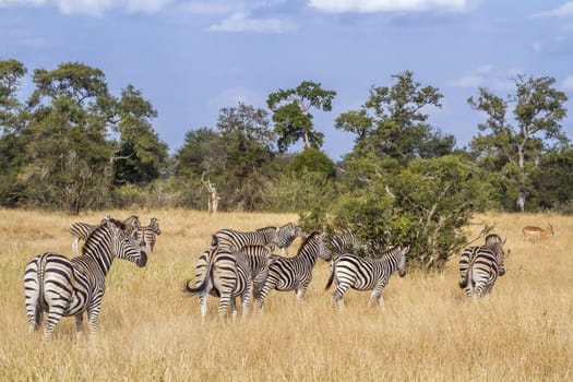 Small herd of Plains zebra in savannah in Kruger National park, South Africa ; Specie Equus quagga burchellii family of Equidae