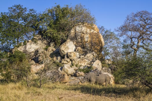 Southern white rhinoceros in boulder scenery in Kruger National park, South Africa ; Specie Ceratotherium simum simum family of Rhinocerotidae