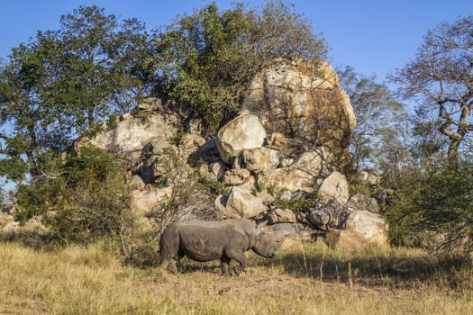 Southern white rhinoceros in boulder scenery in Kruger National park, South Africa ; Specie Ceratotherium simum simum family of Rhinocerotidae