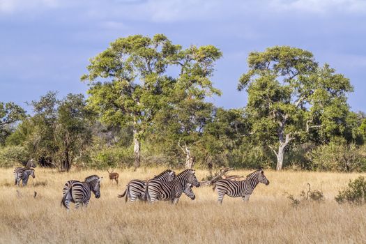 Small herd of Plains zebra in savannah in Kruger National park, South Africa ; Specie Equus quagga burchellii family of Equidae