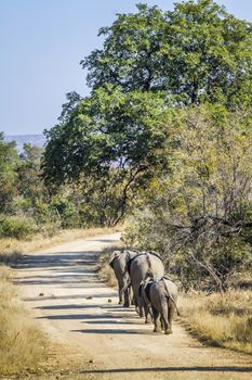 African bush elephant family walikng rear side on safari road in Kruger National park, South Africa ; Specie Loxodonta africana family of Elephantidae