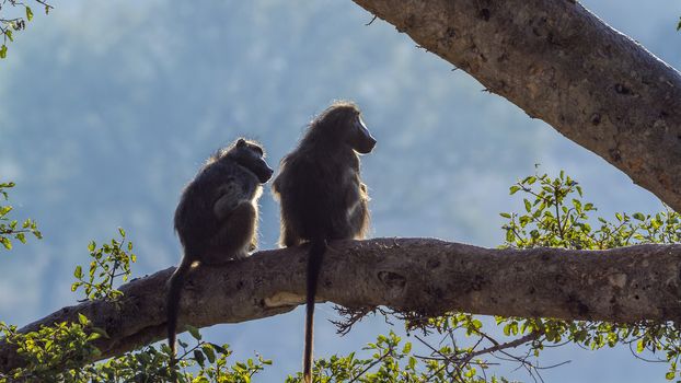 Couple of Chacma baboons seated en trunk in backlit in Kruger National park, South Africa ; Specie Papio ursinus family of Cercopithecidae