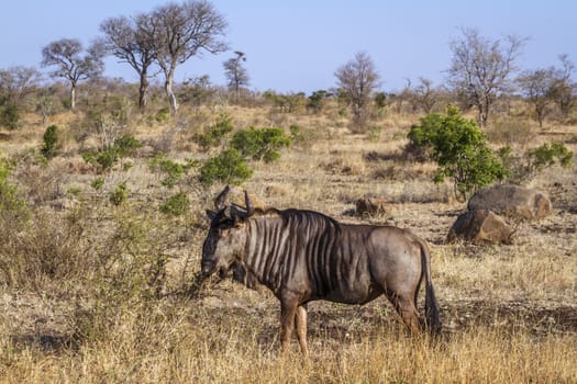Blue wildebeest in savannah scenery in Kruger National park, South Africa ; Specie Connochaetes taurinus family of Bovidae