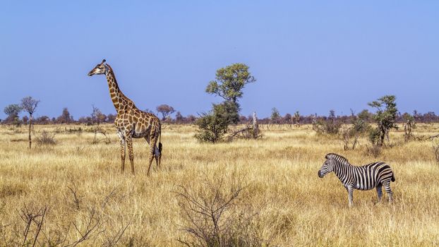 Giraffe and plains zebra in dry savannah scenery in Kruger National park, South Africa ; Specie Giraffa camelopardalis family of Giraffidae