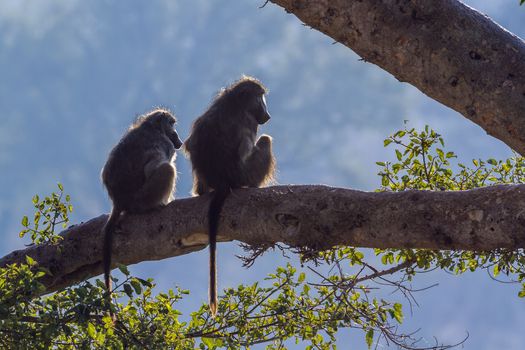 Couple of Chacma baboons seated en trunk in backlit in Kruger National park, South Africa ; Specie Papio ursinus family of Cercopithecidae