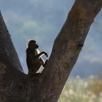 Young Chacma baboon seated in a tree in backlit in Kruger National park, South Africa ; Specie Papio ursinus family of Cercopithecidae