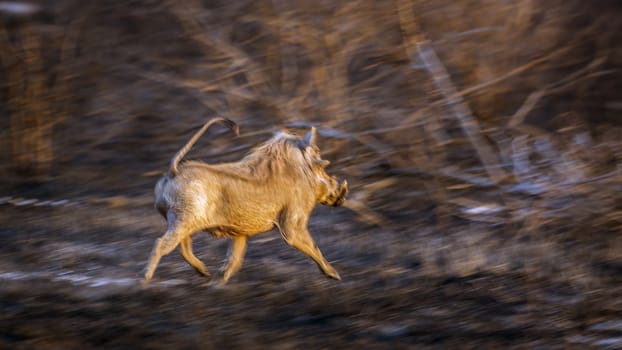 Common warthog running in the bush in Kruger National park, South Africa ; Specie Phacochoerus africanus family of Suidae