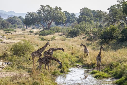 Group of Giraffes drinking in waterhole in Kruger National park, South Africa ; Specie Giraffa camelopardalis family of Giraffidae