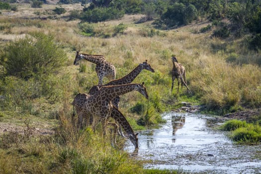 Group of Giraffes drinking in waterhole in Kruger National park, South Africa ; Specie Giraffa camelopardalis family of Giraffidae