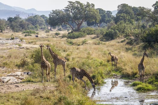 Group of Giraffes drinking in waterhole in Kruger National park, South Africa ; Specie Giraffa camelopardalis family of Giraffidae