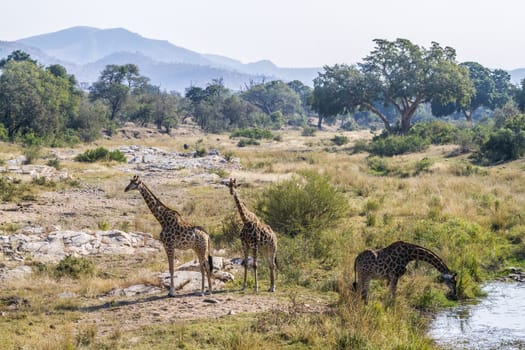 Group of three Giraffes in waterhole scenery in Kruger National park, South Africa ; Specie Giraffa camelopardalis family of Giraffidae