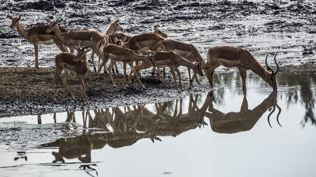 Herd of Common Impala in Kruger National park, South Africa ; Specie Aepyceros melampus family of Bovidae