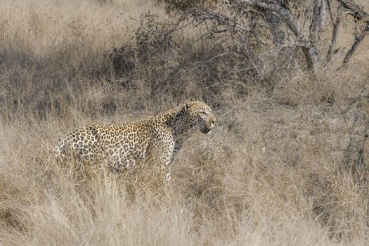 Leopard on the hunt in savannah in Kruger National park, South Africa ; Specie Panthera pardus family of Felidae