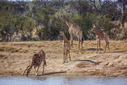 Group of Giraffes on lake side in Kruger National park, South Africa ; Specie Giraffa camelopardalis family of Giraffidae