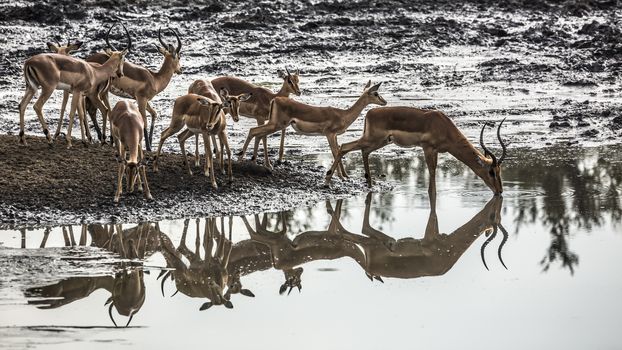 Herd of Common Impala in Kruger National park, South Africa ; Specie Aepyceros melampus family of Bovidae