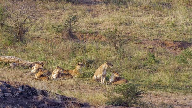 African lion pride alert on the hunt in Kruger National park, South Africa ; Specie Panthera leo family of Felidae