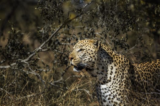 Leopard portrait in the bush in Kruger National park, South Africa ; Specie Panthera pardus family of Felidae